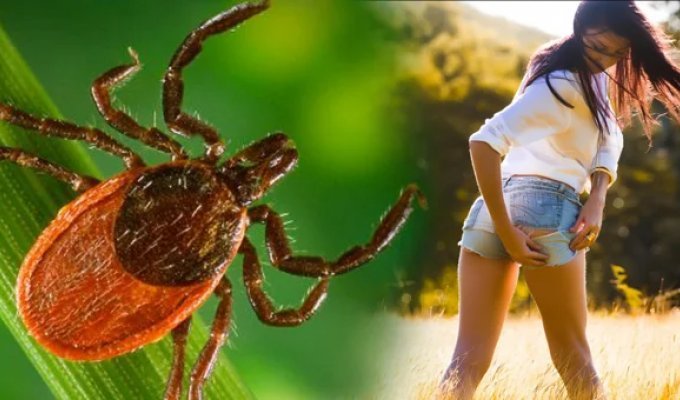 7 советов, как избежать укуса клеща (8 фото)
