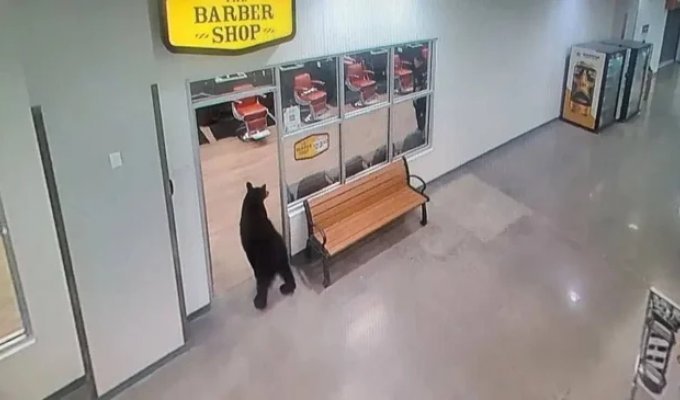 На Алясці ведмідь зайшов до торгового центру за фруктами (2 фото + 1 відео)