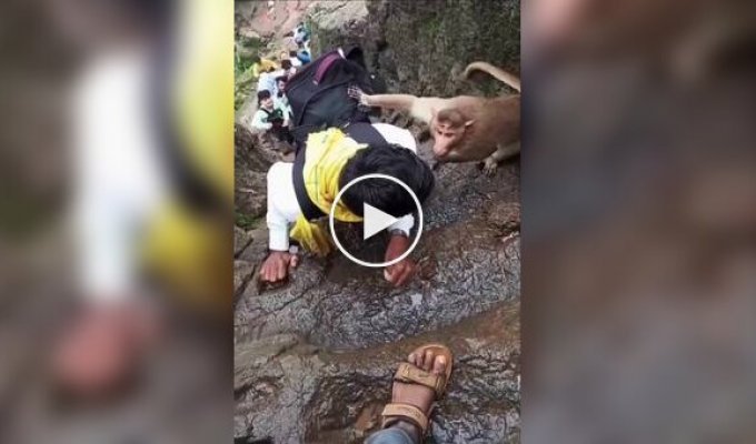 В Индии обезьяны начали «шмонать» туристов прямо на горе