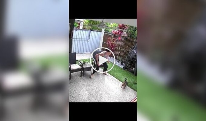 A python attack on a cat was caught on video (lower sound)
