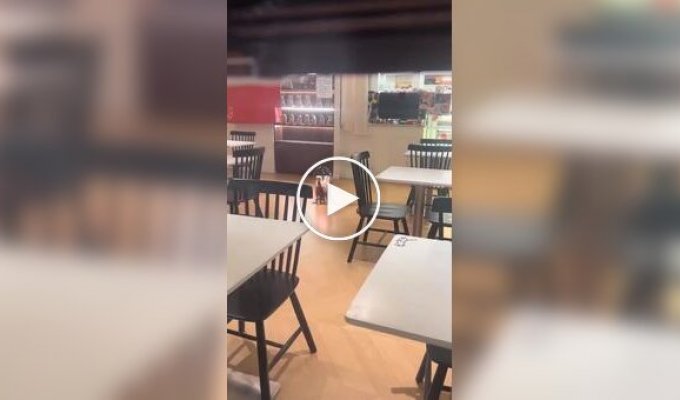 Сурикаты греются под лампой