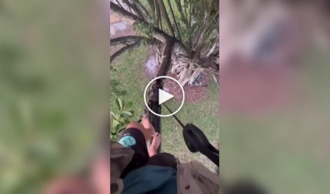 Walking with a cat requires preparation