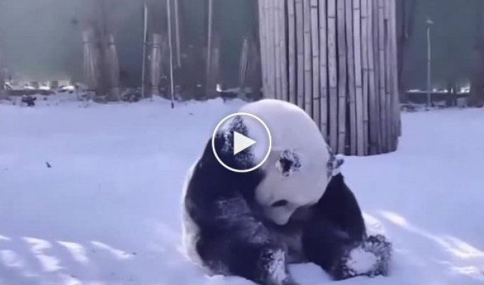 Панда радуется пятнице