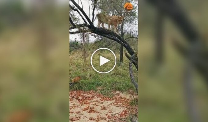 Львица учит своих малышей забираться на дерево