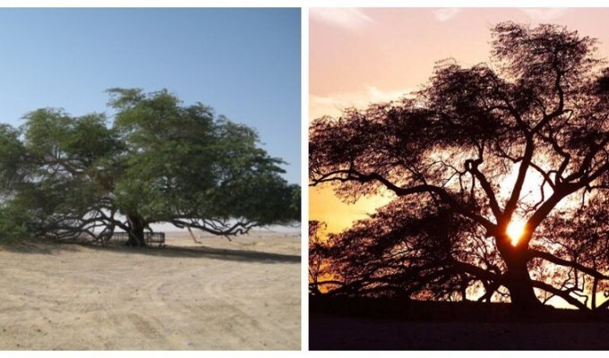 Как загадочное дерево уже 400 лет выживает в аравийской пустыне (5 фото)