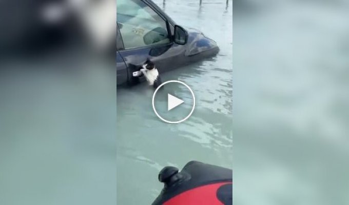 Police rescued a cat that was hanging from a car door handle during a flood