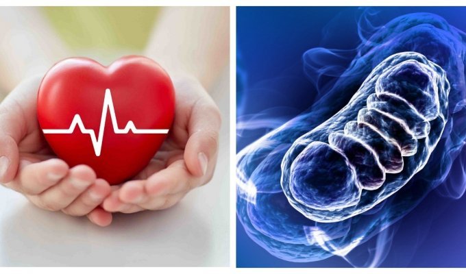 Серце: чому головний м'яз у нашому тілі витримує такі навантаження (3 фото)