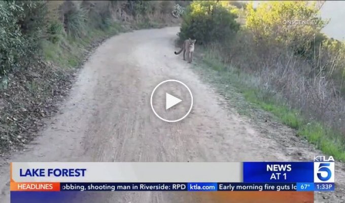 В США велосипедисты повстречали пуму на дороге