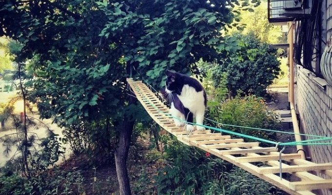Самый счастливый дворовой кот Волгограда (8 фото)