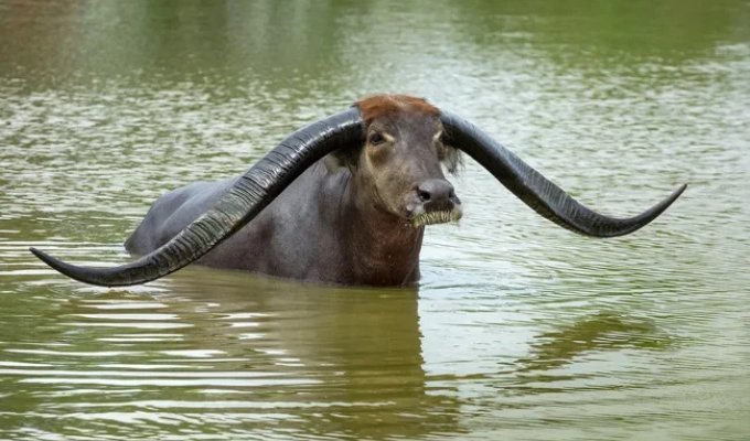 Арни: огромные дикие водяные коровы (10 фото)