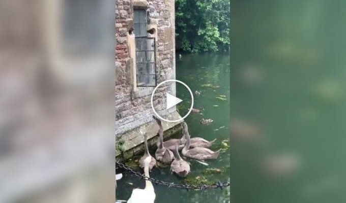 Лебеди звонят в колокол, чтобы получить еду
