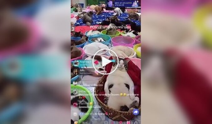 Коты зарабатывают на стримах на нужды приюта