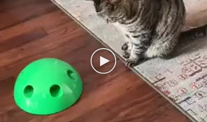 Кот с говорящим взглядом, который не оценил новую игрушку