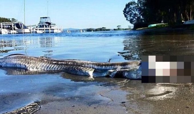 Странное существо, выброшенное на берег Австралии, шокировало пользователей сети (2 фото)