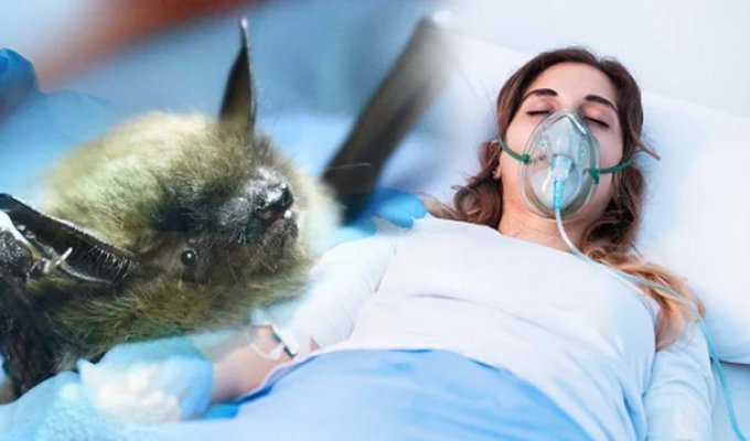 The Story of Jeanna Giese: The Girl Who Survived Rabies (14 photos)