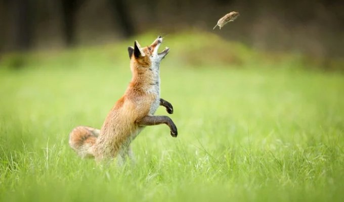 Лисьи свадьбы: как рыжие плутовки хитрят даже в брачный сезон? (9 фото)