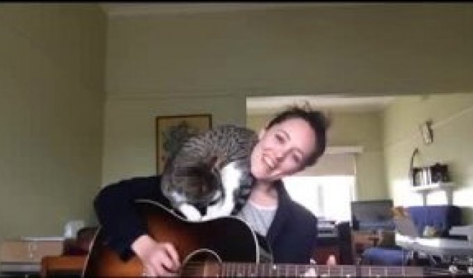 Кот любит под гитару