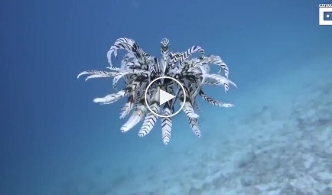 A sea lily, a species almost half a billion years old, was caught on video