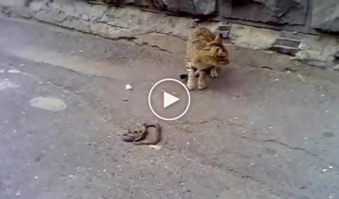 Бесстрашный кот против змеи