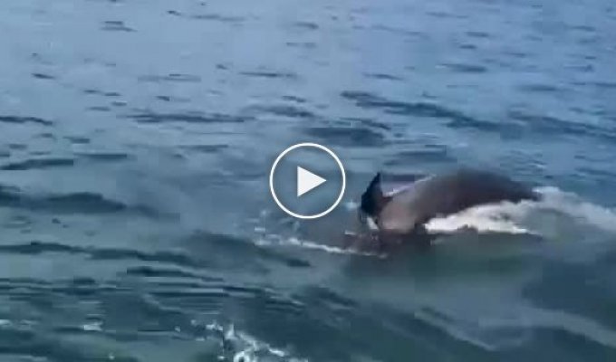 In Kamchatka, a seal, fleeing killer whales, jumped into a boat with vacationers