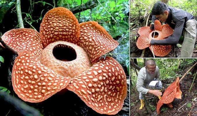Самый большой цветок в мире расцвел в Индонезии (9 фото + 1 видео)