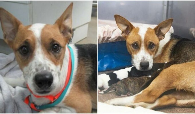 Pregnant dog bitten by a snake, but she did not give up (9 photos)