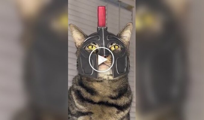 Парень напечатал на 3D-принтере забавные шлемы и шапки для своего кота