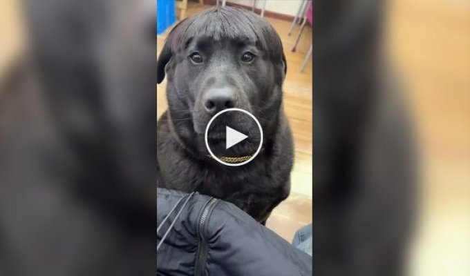 Неудачная стрижка сделала собаку популярной в сети