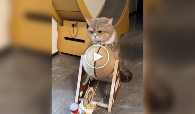 Кот добывает электричество