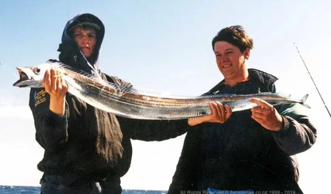 Рыба-сабля: её тело словно отлито из металла (6 фото)