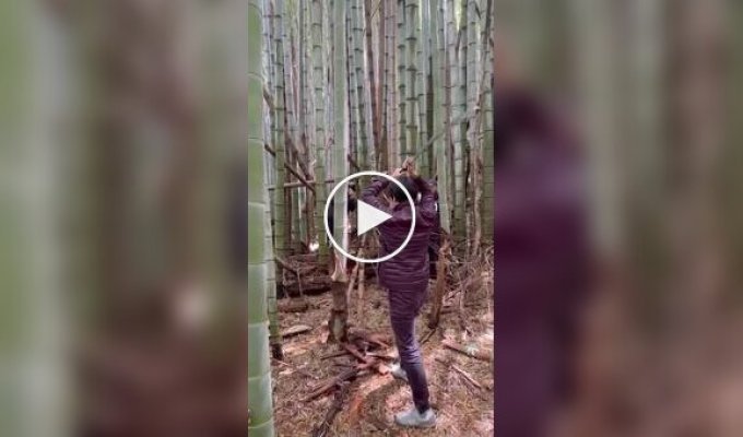 Precisely Chopping Bamboo with a Katana—A Demonstration of True Mastery