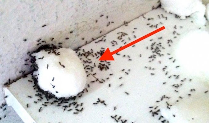 Надежный способ избавиться от ненавистных муравьев в квартире (5 фото)