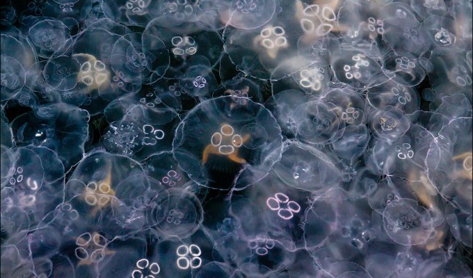 Нашествие медуз в Балаклавскую бухту (11 фото)