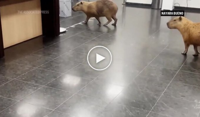 Capybaras wandered into a legislative building in Brazil