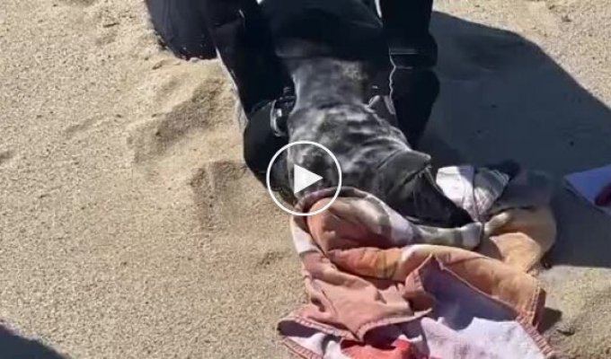 На пляже спасли тюленя, обмотанного веревкой вокруг шеи