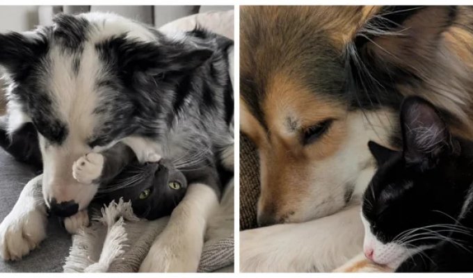 25 Photos of Cats and Dogs Who Forgot They Should Be Enemies (26 photos)