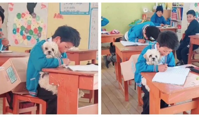 A friend will not leave you in trouble: a boy studies with his pet (7 photos)
