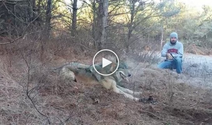 Охотники спасли волка, попавшего в капкан