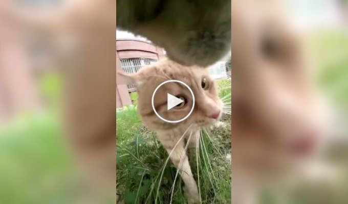 Хозяева дворов