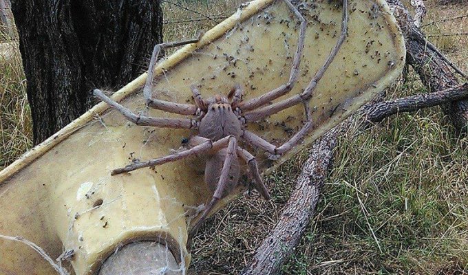 Ученые выяснили, что австралийские пауки способны уничтожить население материка всего за год (6 фото)