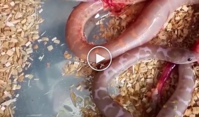 Как проходит рождение змей