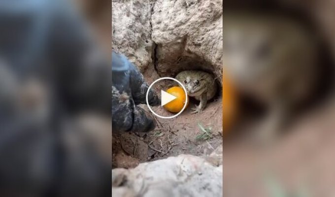 Активная оборона фрукта