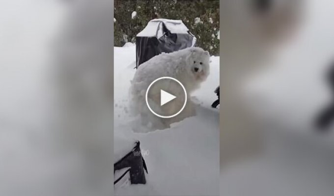 Samoyed sleeps sweetly in a snowdrift