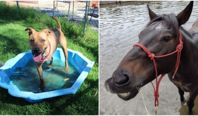 Summer mood: 20 cute animals that love to swim (21 photos)
