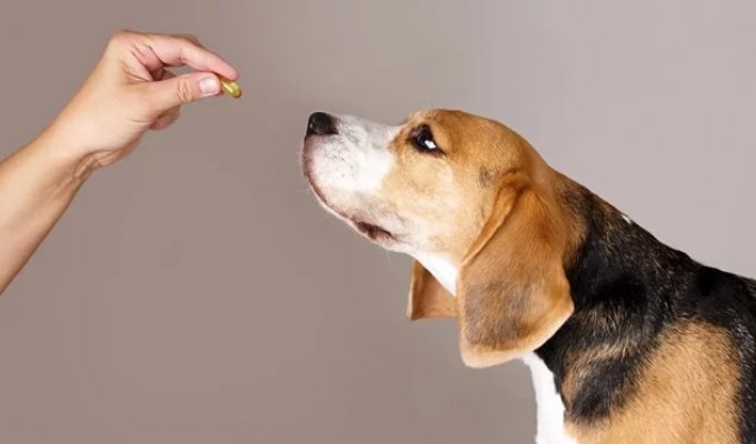 Когда и как давать собаке противопаразитарные препараты — календарь обработки по сезонам