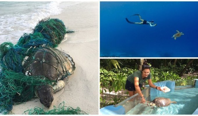 Ветеринар из Лондона приехала на Мальдивы спасать черепах (12 фото)