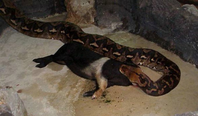  Змея ест кабана (5 Фото)