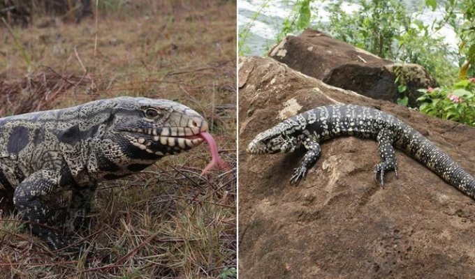 Argentinian Invasion: Hundreds of Dog-Sized Lizards Wreak Havoc in the US (4 Photos + 1 Video)