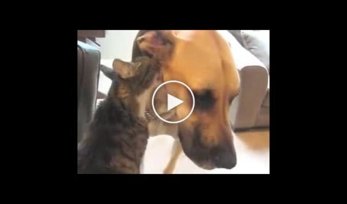 Взаимная любовь кота и собаки