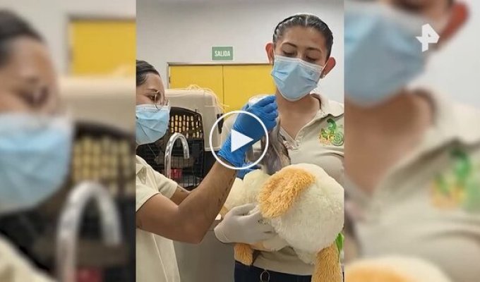 В Мексике игрушка заменила детенышу обезьяны маму